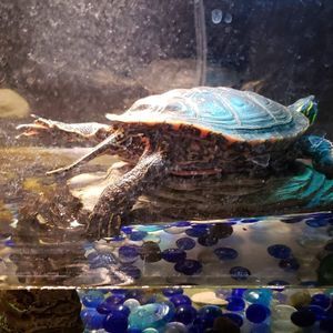 Meet your Posher, Pam